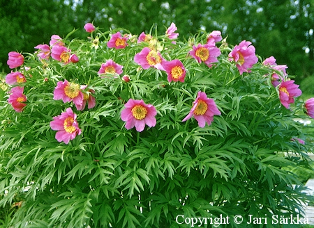 Kuolanpioni - sibirisk pion - Paeonia anomala